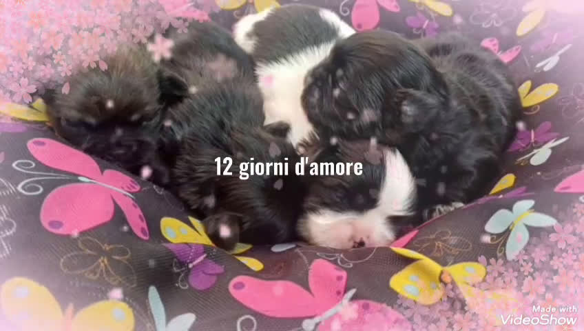Shih Tzu cani in vendita: Cuccioli shih-tzu  - Video 1
