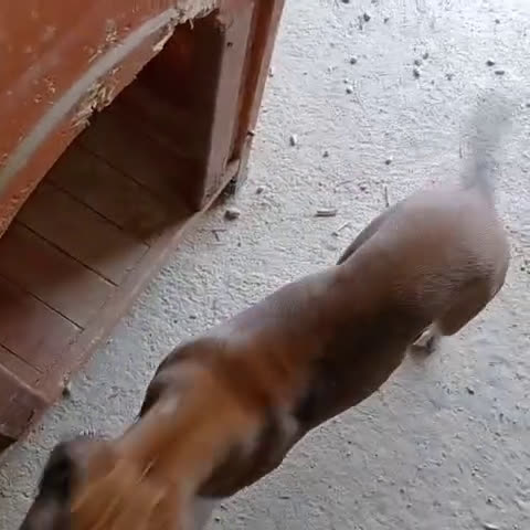 Meticcio cani in regalo: CUCCIOLO MIX PITT - Video 2