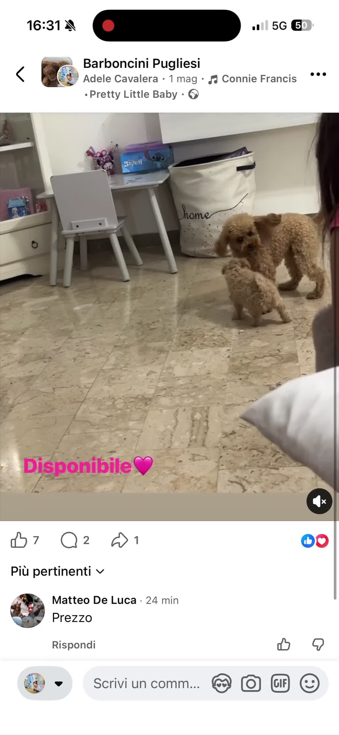 Barboncino Toy cani in vendita: Barboncina toy a Provincia di Lecce - Video 1
