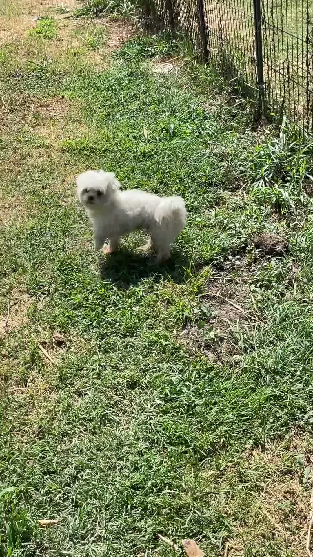 Maltese cani in vendita: Cuccioli di maltese con pedigree  a Provincia di Padova - Video 1