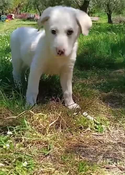 Meticcio cani in regalo: Femmine taglia media 2 mesi - Video 2