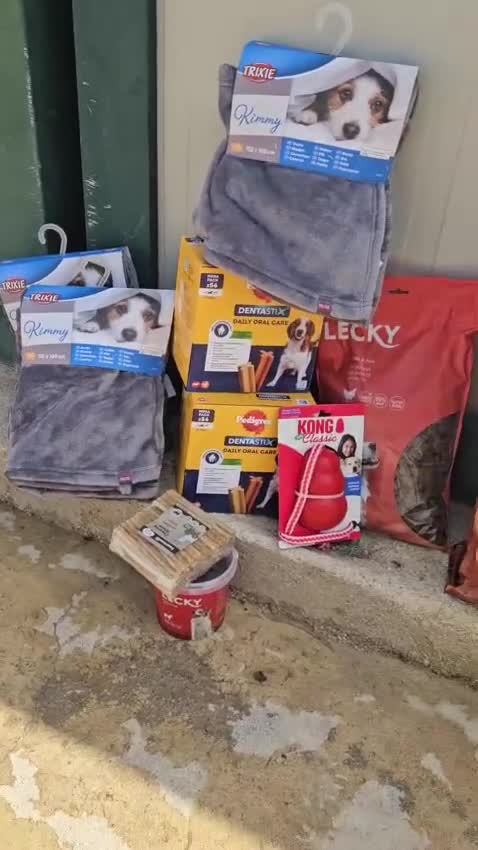 Dogo Argentino cani in regalo: Giovanni: Dogo Argentino dolce equilbrato  - Video 1