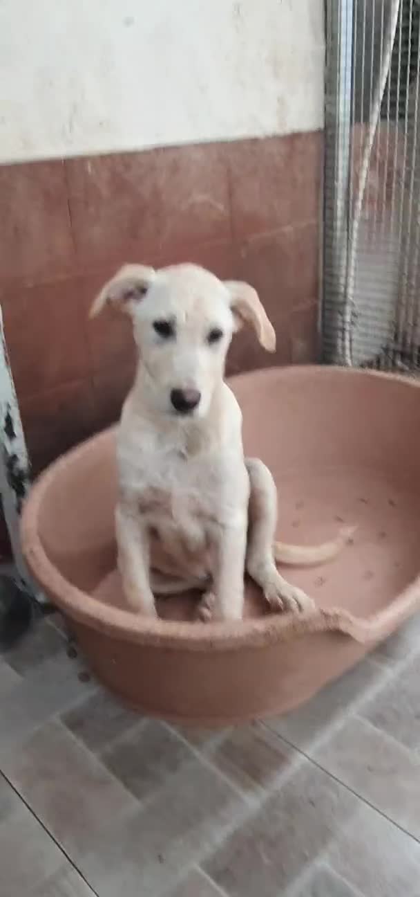Labrador cani in regalo: Labrador cuccioli in canile - Video 3