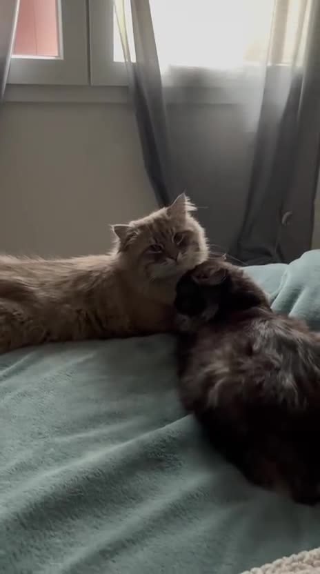 Siberiano gatti in vendita: Cuccioli di Siberiano ipoallergenico - Video 1