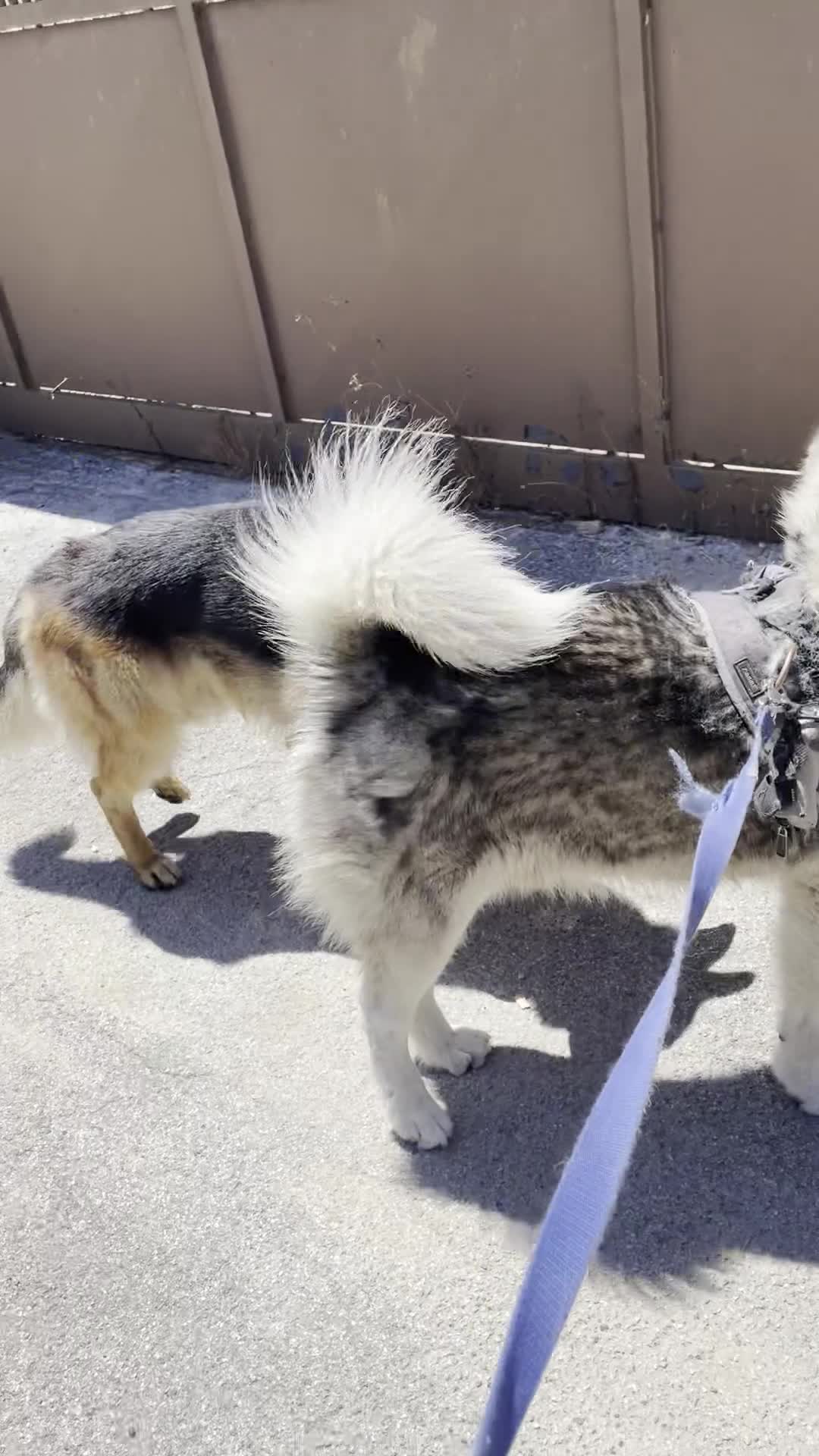 Husky cani in regalo: Oscar husky siberiano a Città Metropolitana di Napoli - Video 1