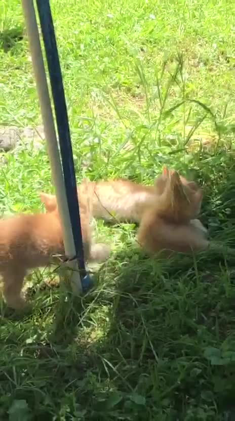Meticcio gatti in regalo: Gattini rossi (ginger) Cercano Casa - Video 2