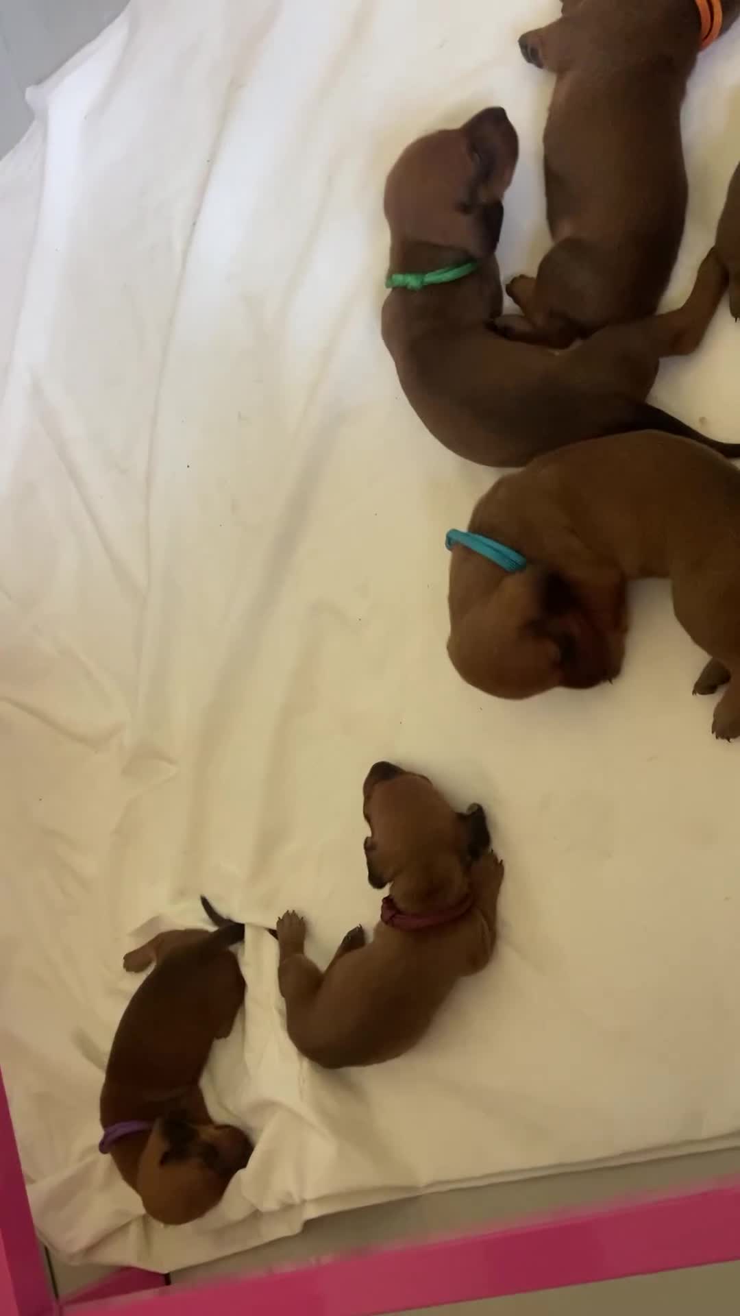 Bassotto cani in vendita: CUCCIOLI BASSOTTI STANDARD - Video 1
