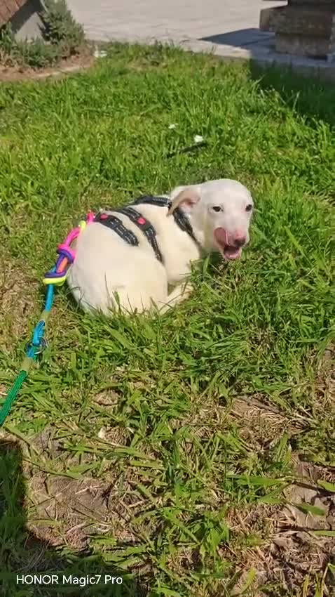 Meticcio cani in regalo: Cucciola di taglia piccola  - Video 1