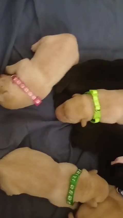 Labrador cani in vendita: Vendo bellissimi labrador a Provincia di Pesaro e Urbino - Video 1