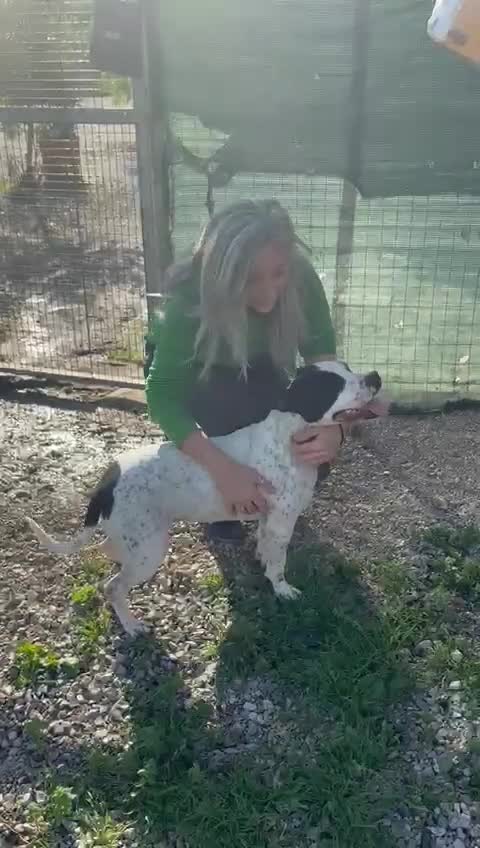 Meticcio cani in regalo: 2 anni, Dolcissima, mini mollossina.  - Video 2