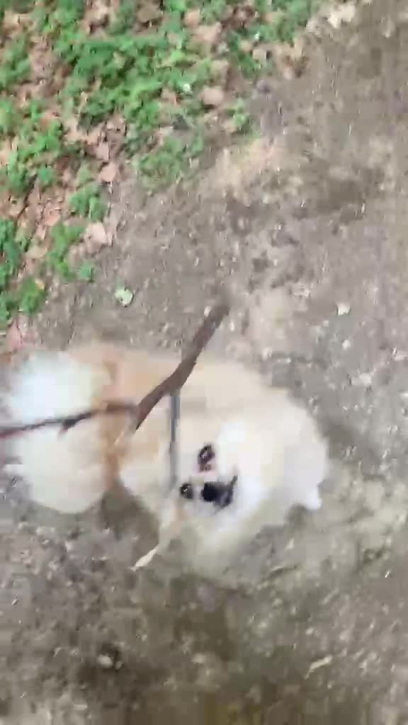 Volpino Pomerania cani in vendita: Brandy, volpino di 2 anni e mezzo a Provincia di Cosenza - Video 1