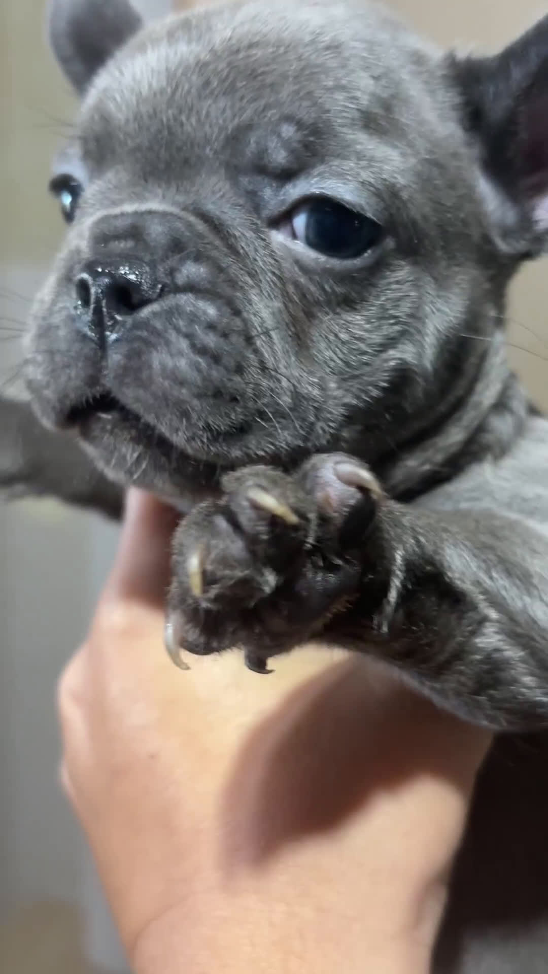 Bulldog Francese cani in vendita: Bulldog francese  - Video 1