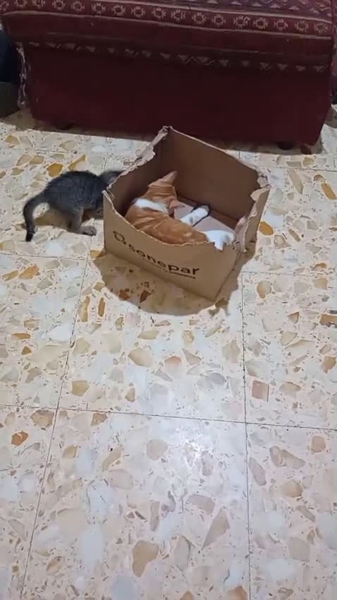 Meticcio gatti in regalo: IL TENERO NEMO - Video 2