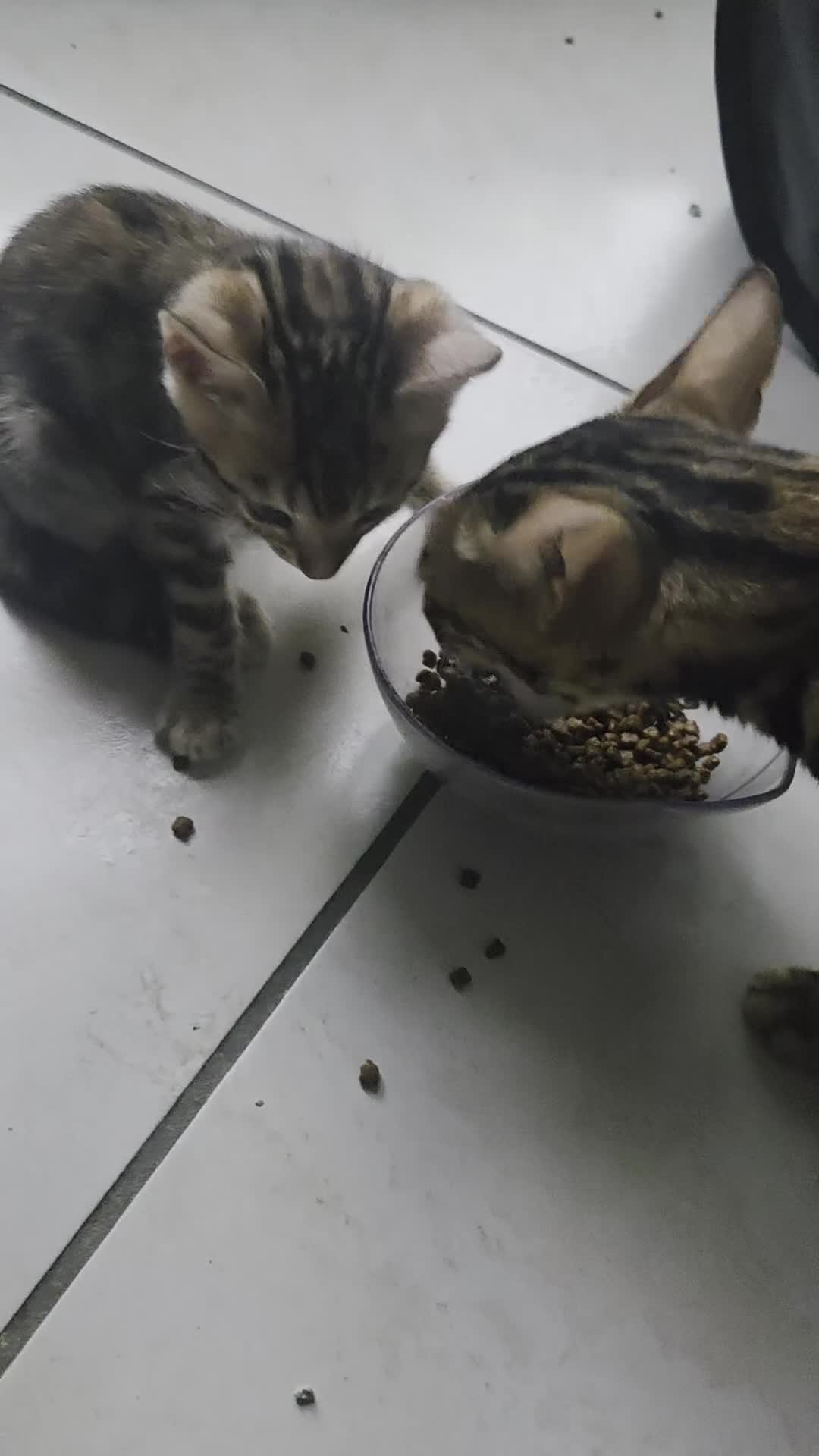 Bengala gatti in vendita: Vendita cucciolo di Bengala - Video 1