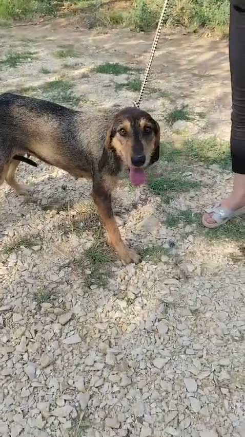 Segugio cani in regalo: Segugia a pelo ruvido - Video 3