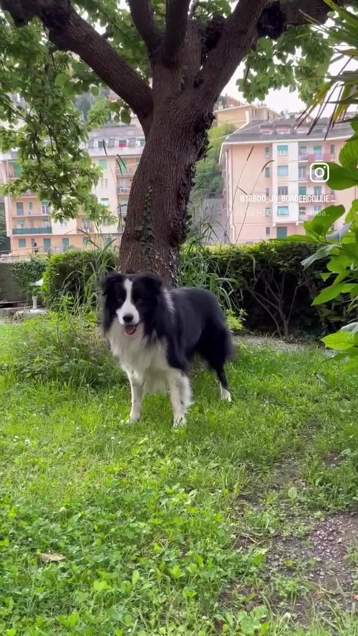 Border Collie cani per accoppiamento: Border Collie disponibile x accoppiamento - Video 2