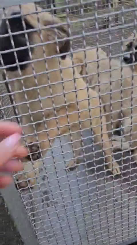 Meticcio cani in regalo: Andrea: 2 anni, timido e dolce - Video 3
