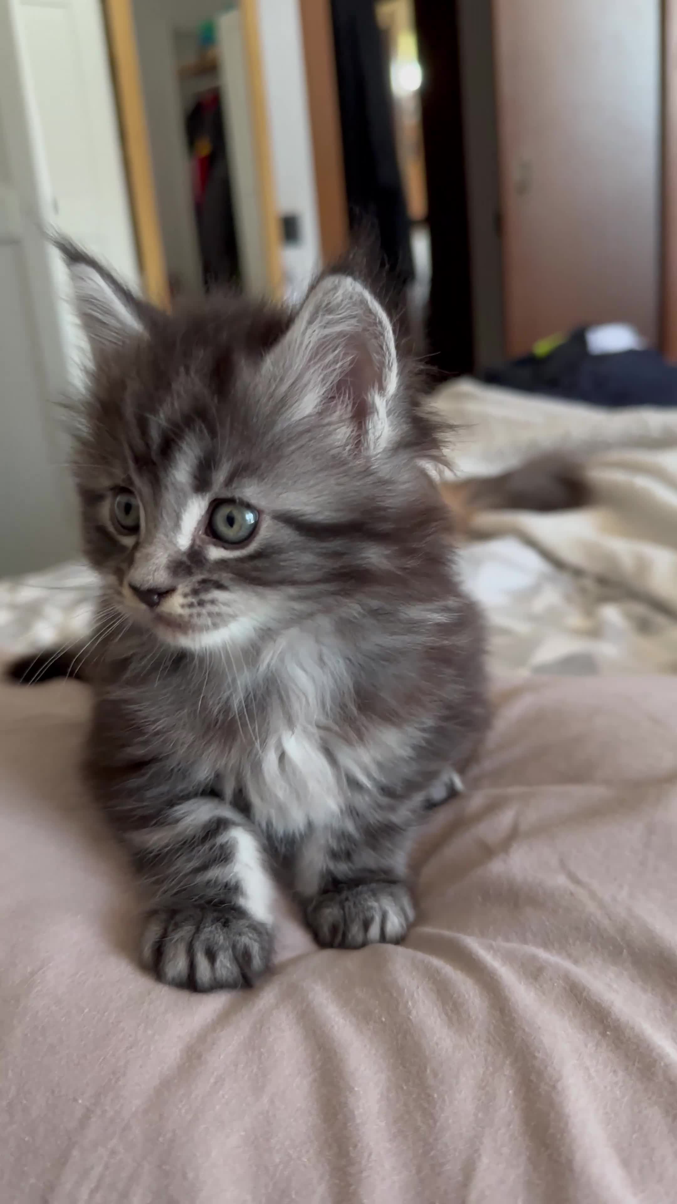 Maine Coon gatti in vendita: Gattini Maine Coon maschi - Video 1