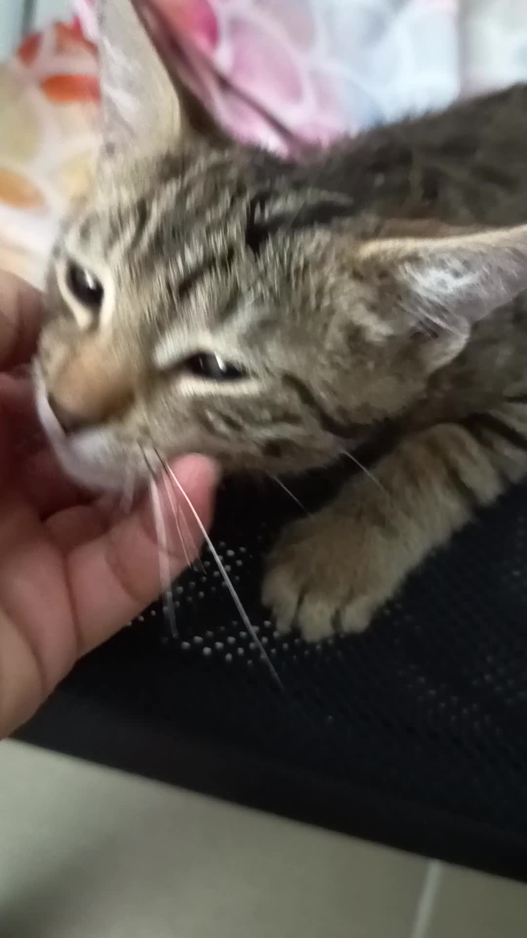 Europeo gatti in regalo: Tigro cerca casa! a Provincia di Chieti - Video 1