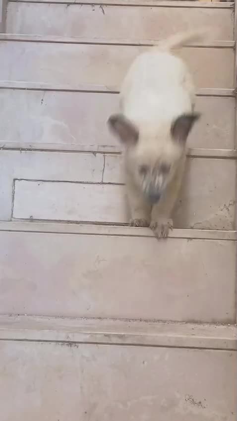 Meticcio cani in regalo: Cuccioli tenerissimi cercano casa - Video 3