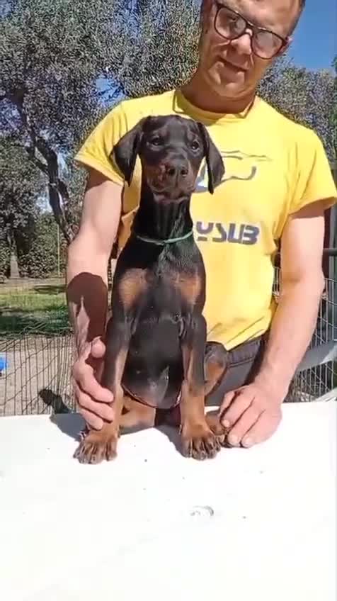Dobermann cani in vendita: Cuccioli di Dobermann  - Video 2