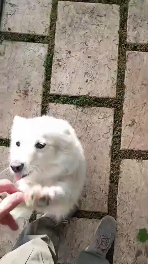 Volpino Italiano cani in vendita: cuccioli di volpino italiano  - Video 1