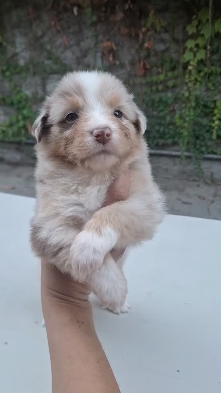 Australian Shepherd cani in vendita: pastore australiano aussie cuccioli - Video 1