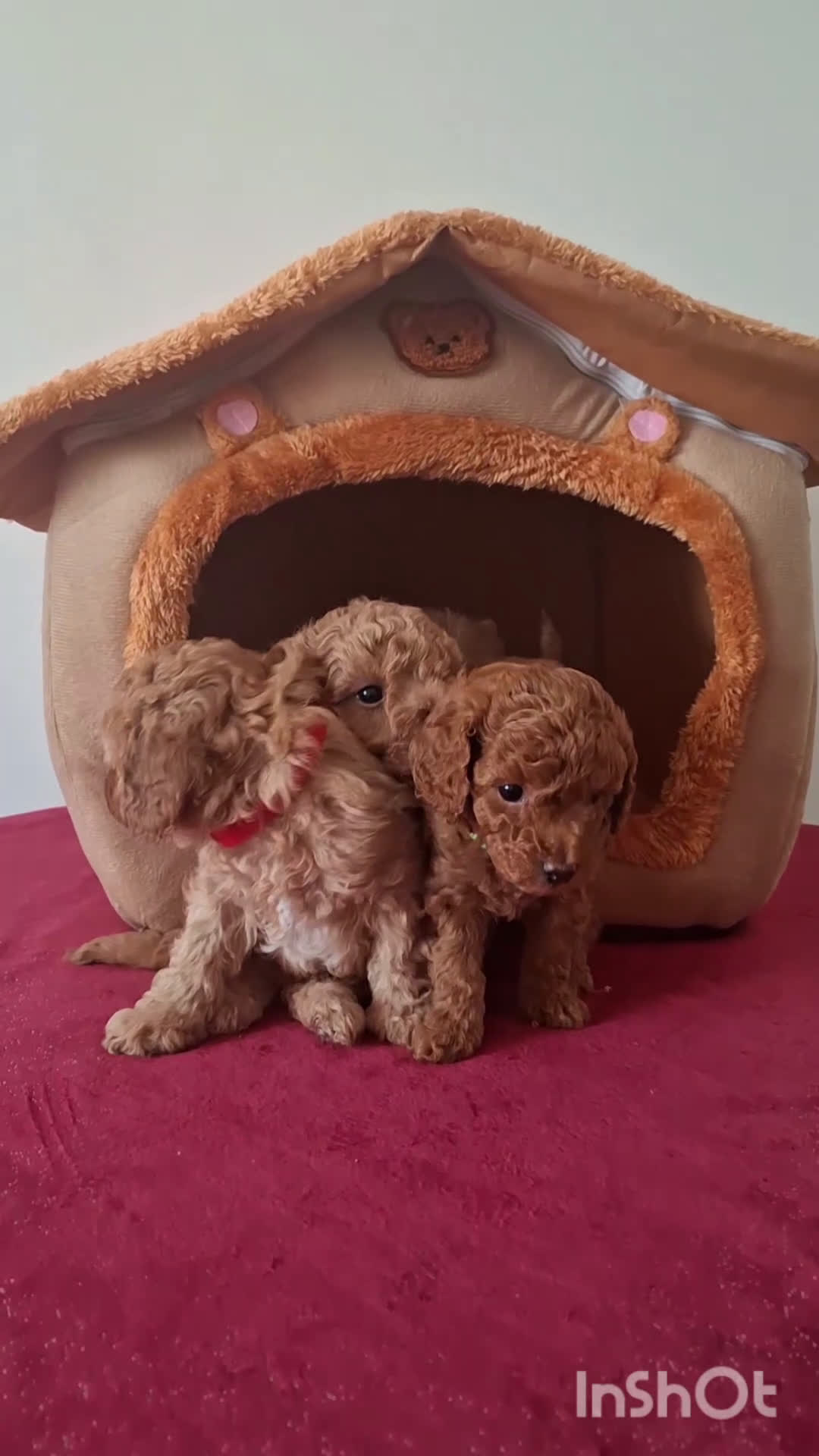 Barboncino cani in vendita: Barboncino nano - Video 4