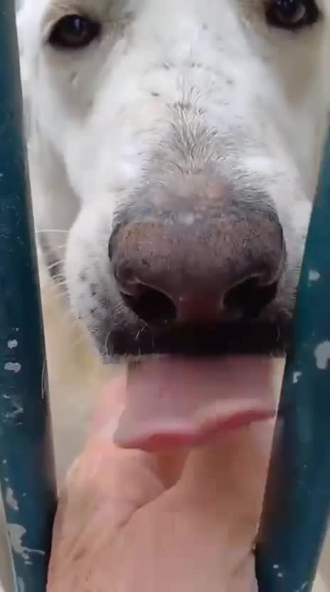 Labrador cani in regalo: Easy, una labrador da adottare - Video 1