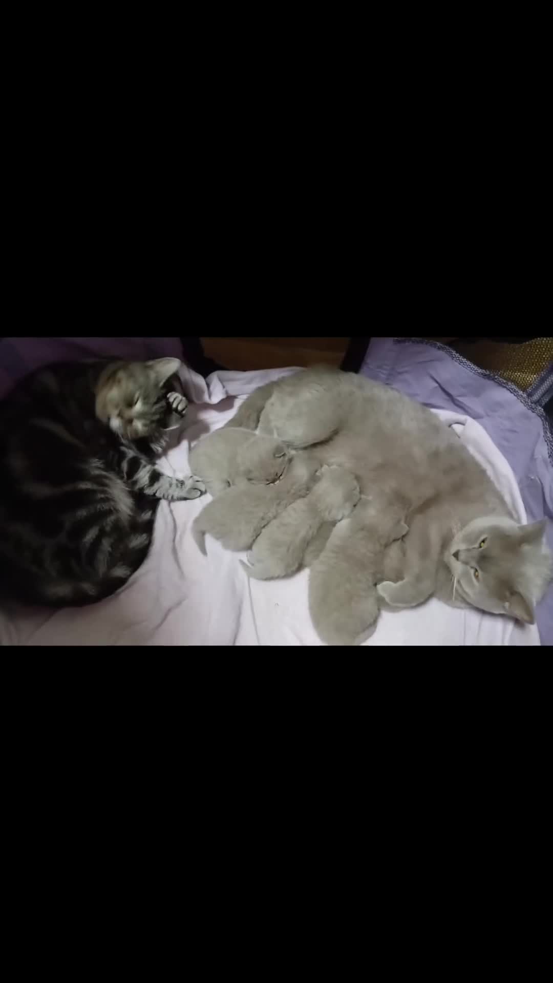 British gatti in vendita: British shortaur - Video 1