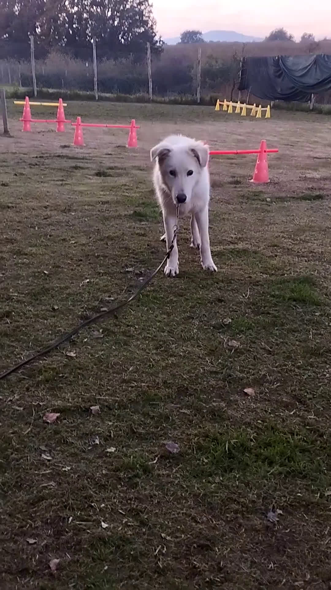 Pastore Maremmano cani in regalo: Simpatico derek - Video 1