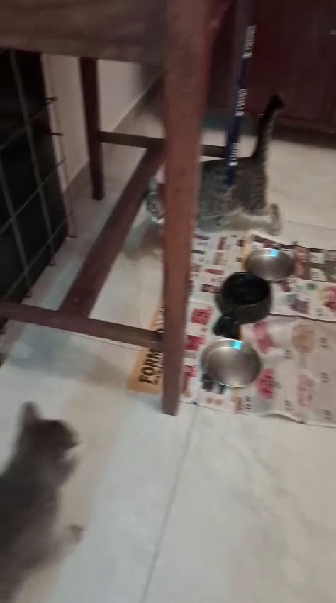 Europeo gatti in regalo: Gattina tigrata  - Video 1