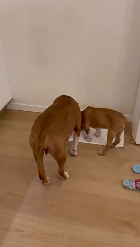 American Staffordshire cani in vendita: Cucciolo ARTù  - Video 2