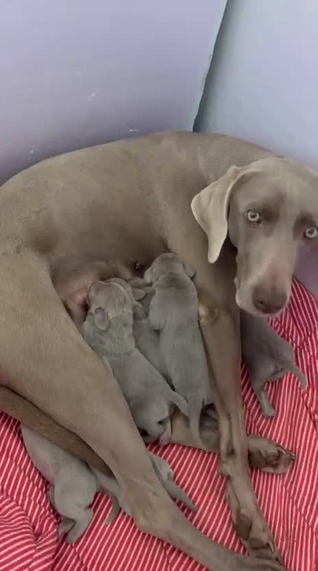 Weimaraner cani in vendita: Cuccioli di weimaraner  - Video 1