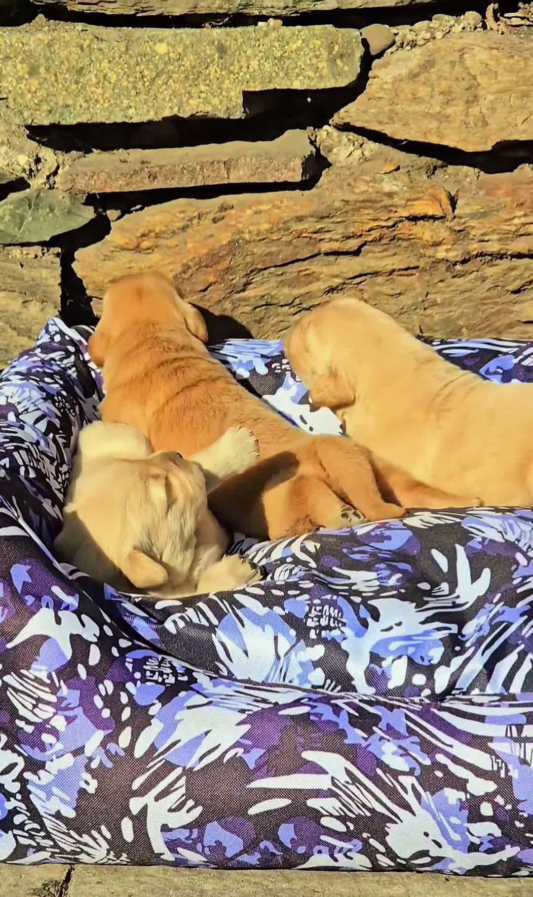 Golden Retriever cani in vendita: Cuccioli Golden retriever americano 100% - Video 3