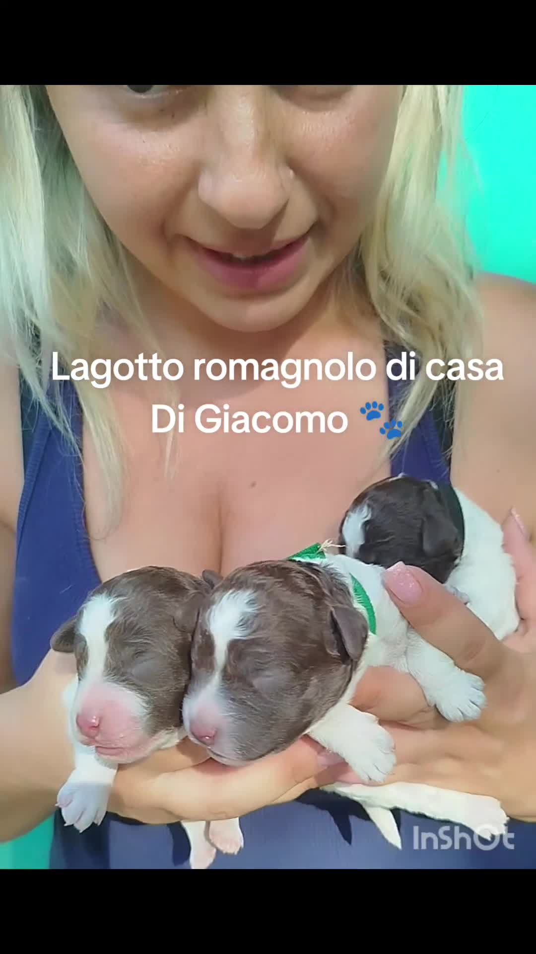 Lagotto cani in vendita: Cuccioli di Lagotto romagnolo con pedigree  - Video 1