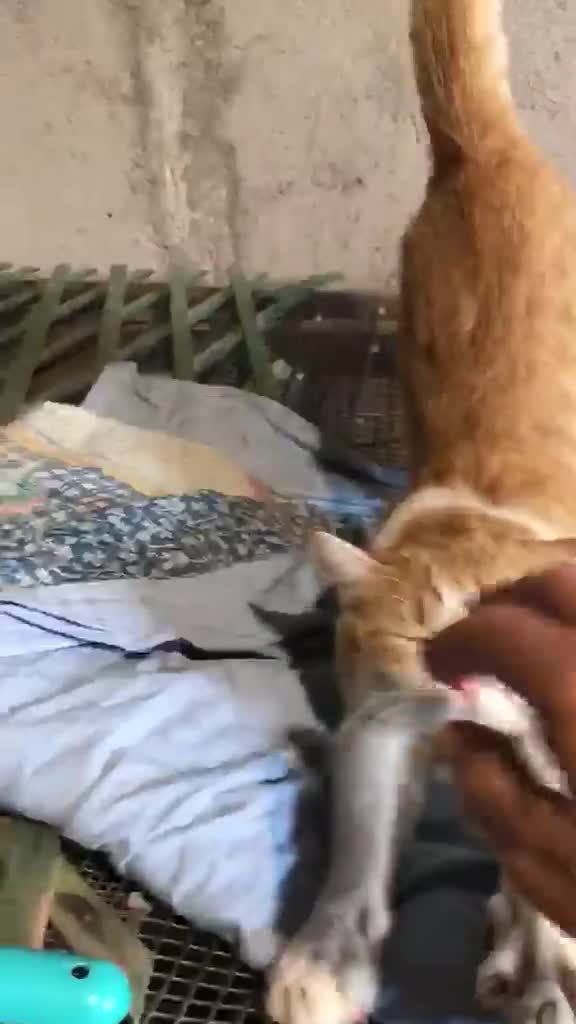 Europeo gatti in regalo: CAMILLO BELLISSIMO GATTO CERCA CASA - Video 1