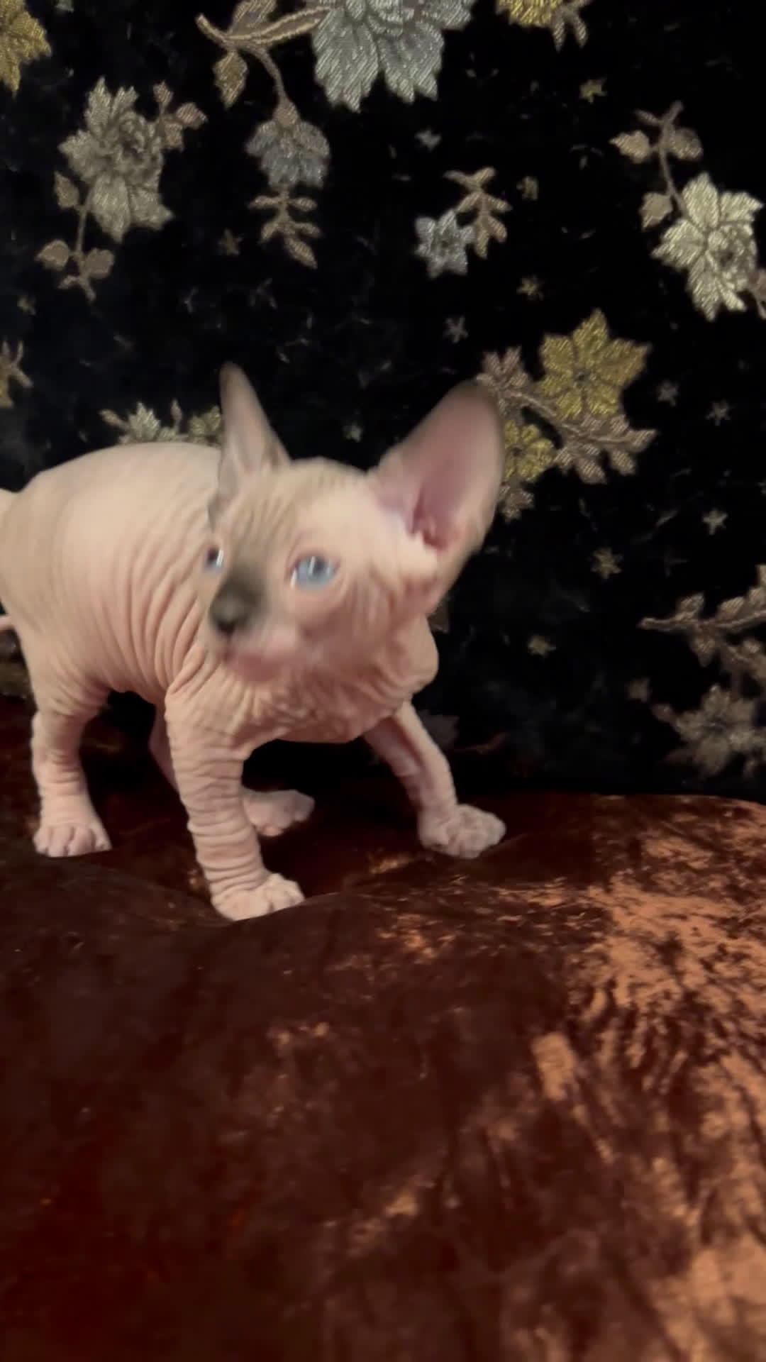 Sphynx gatti in vendita: Sphynx  a Città metropolitana di Roma Capitale - Video 1