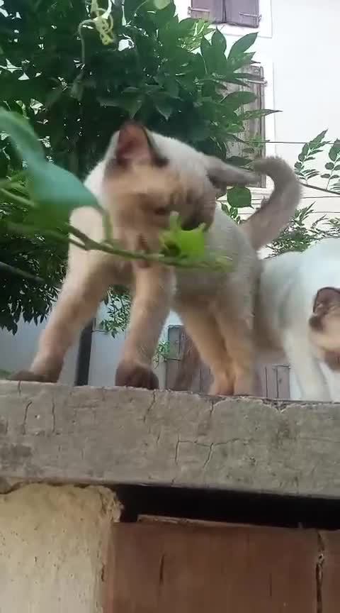 Siamese gatti in vendita: Gattini in vendita - Video 1