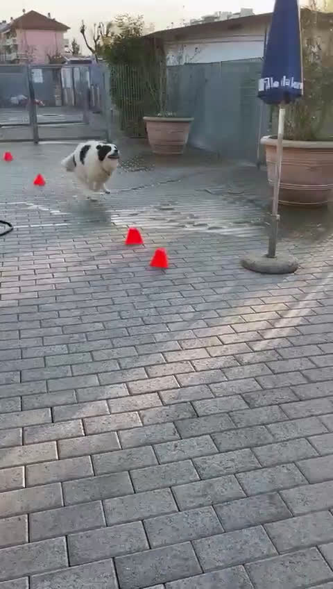 Meticcio cani in regalo: SIMBA MAREMMANO - Video 1