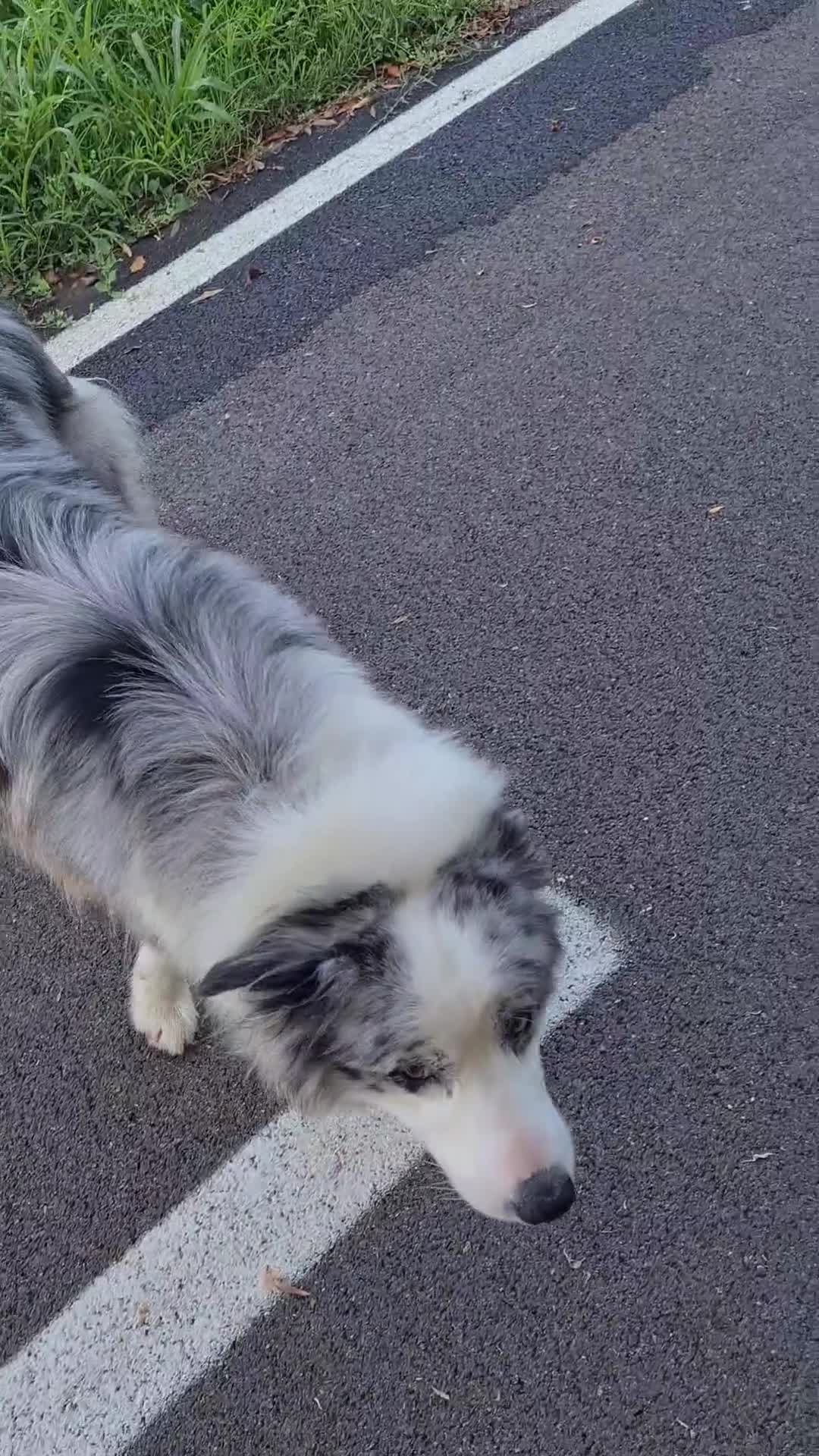 Border Collie cani per accoppiamento: Bellissimo Border con Pedigree per Accoppiamento a Provincia di Cremona - Video 5