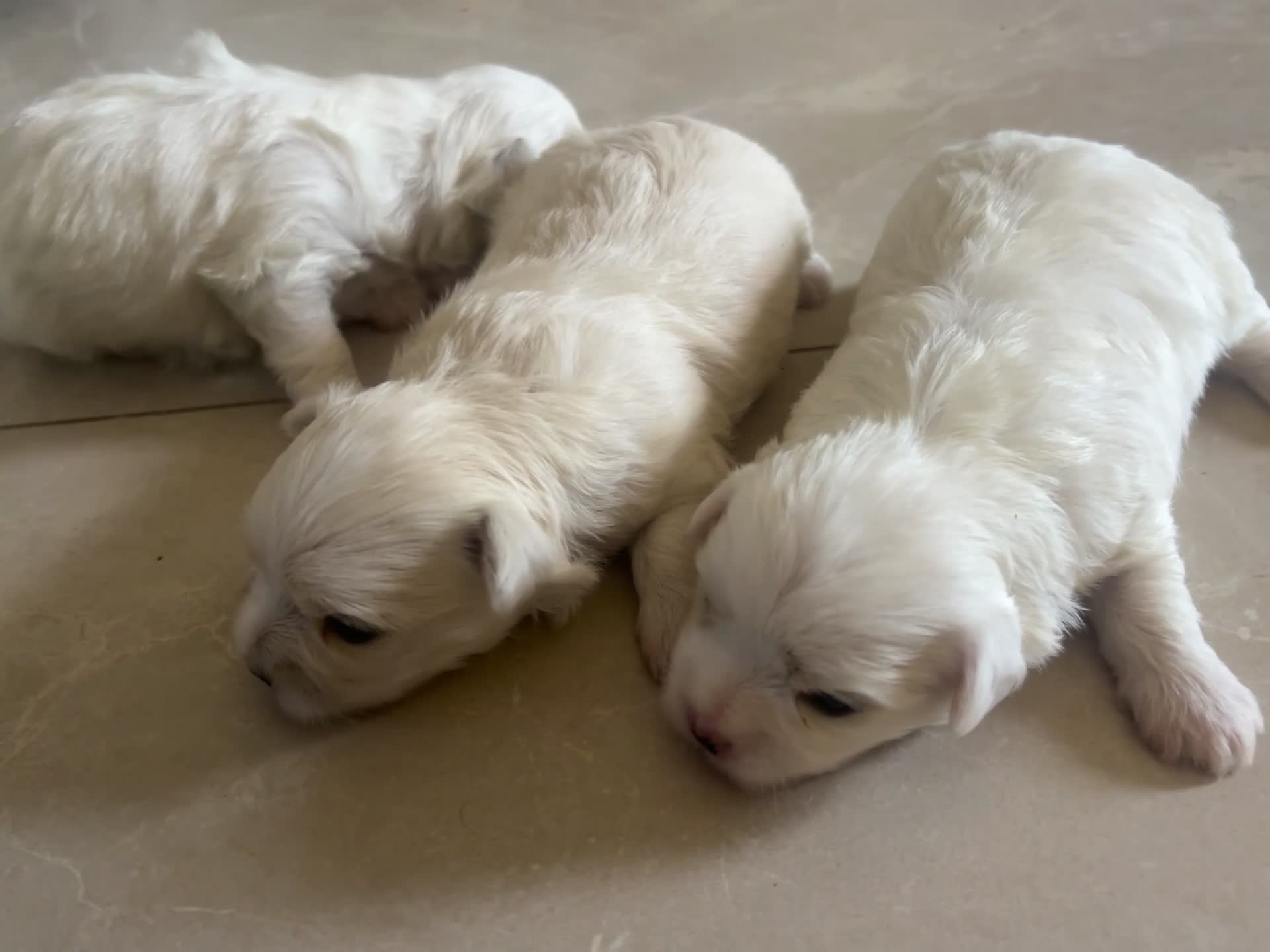 Maltese cani in vendita: Vendo maltesi - Video 1