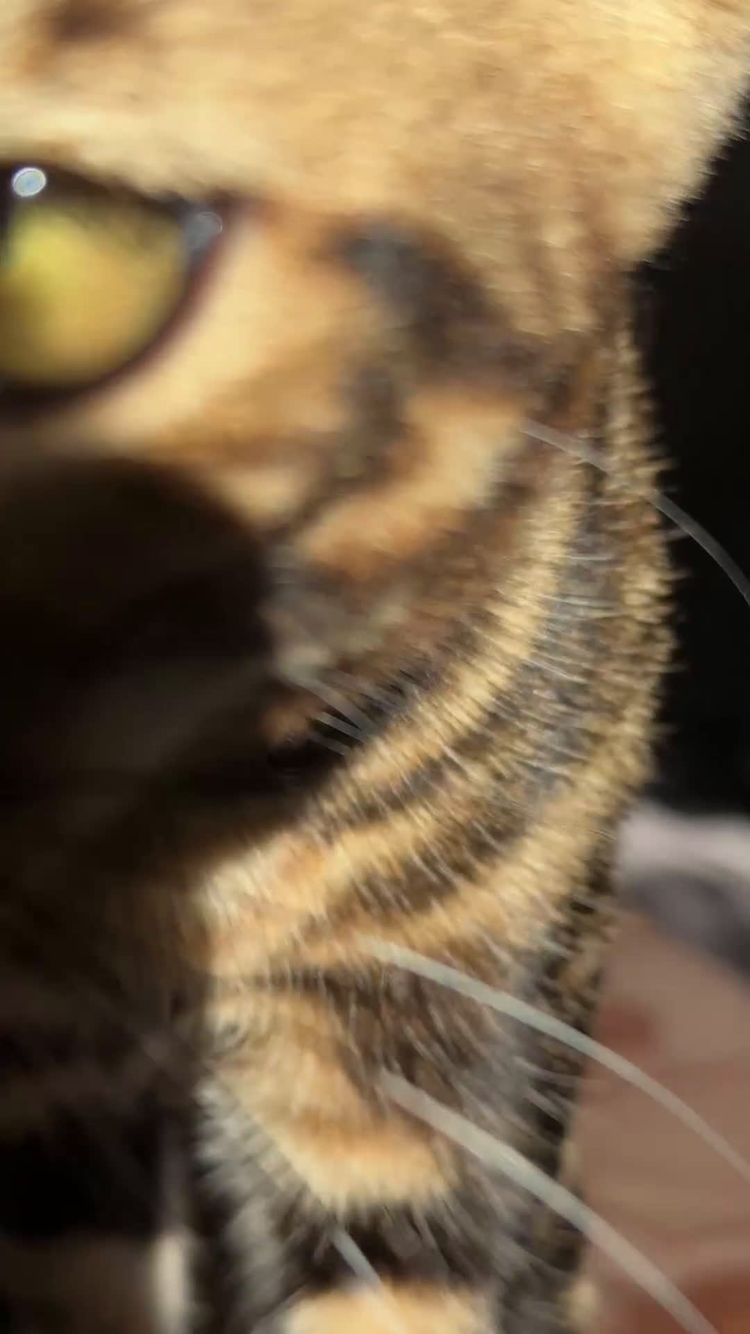 Bengala gatti in vendita: Splendido cucciolo Bengala, socievole e affettuoso - Video 2