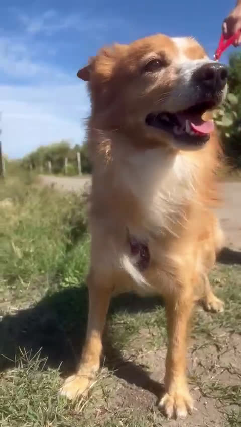 Meticcio cani in regalo: RICKY 💙 - simil volpino aspetta la sua rivincita - Video 1