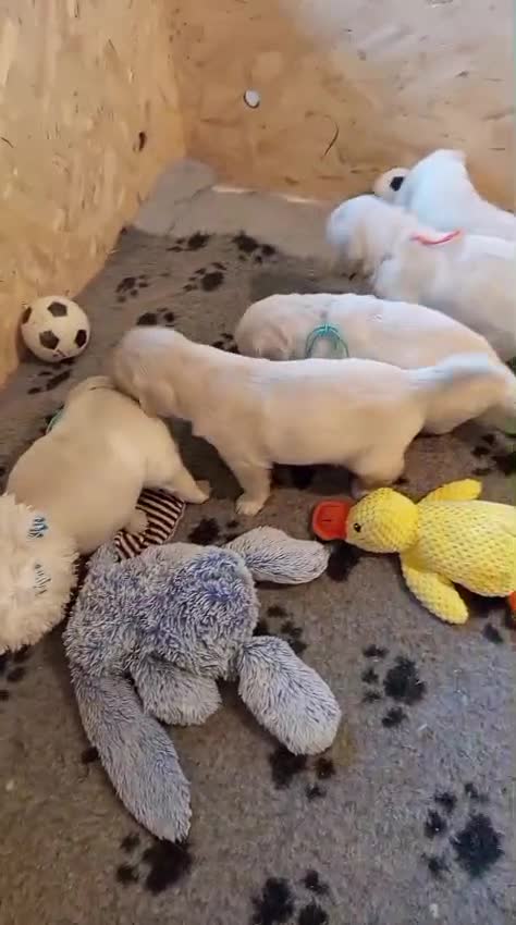 Golden Retriever cani in vendita: Vendo cuccioli - Video 2
