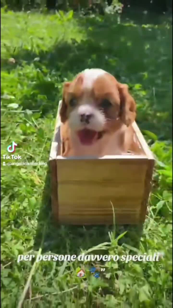 Cavalier King cani in vendita:  splendida cucciolata di cavalier king - Video 1