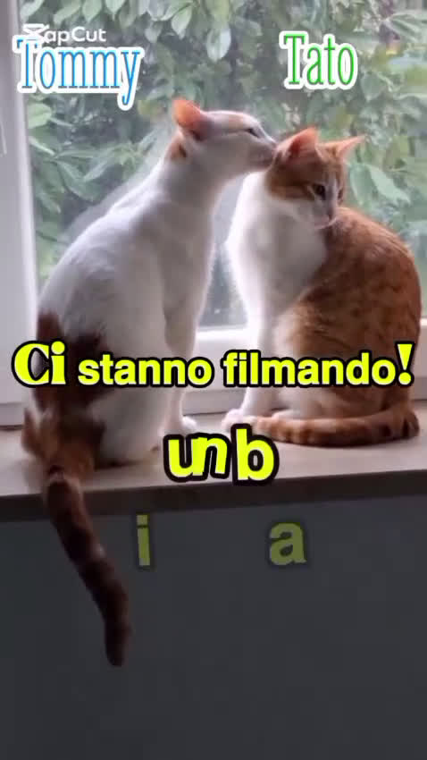 Europeo gatti in regalo: DUE AMORI DI GATTINI  - Video 1