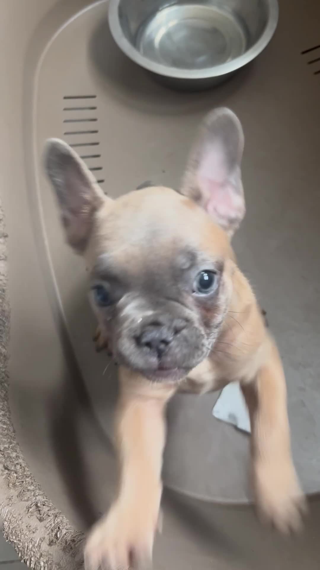Bulldog Francese cani in vendita: Bulldog francese  - Video 1