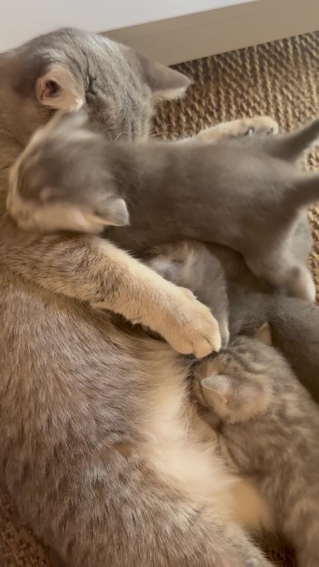 Scottish gatti in vendita: Bellissimi cuccioli Scottish  - Video 1