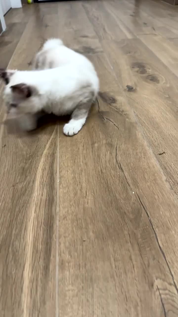 Ragdoll gatti in vendita: Ragdoll - Video 2